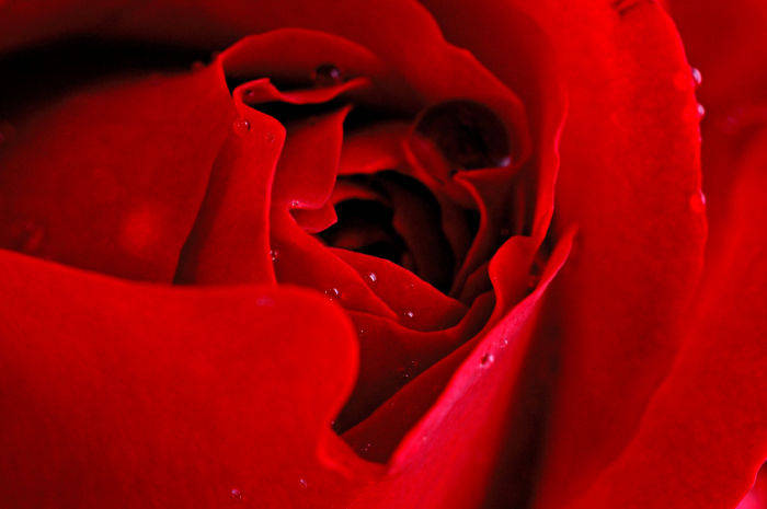 Trandafir (7) - Floare Dragostei