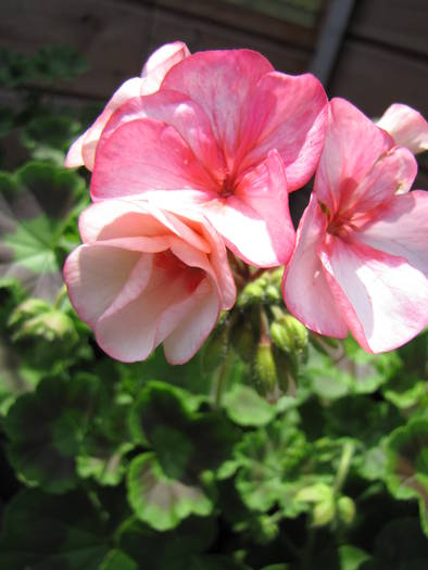 Muscata bicolor 21 iun 2009 (2)