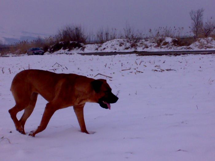 TOSA INU female 15 months