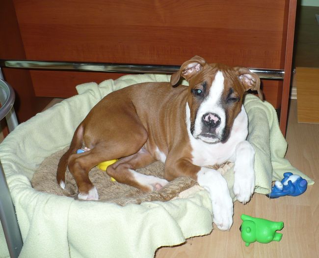 22 dec  (12,5 kg)