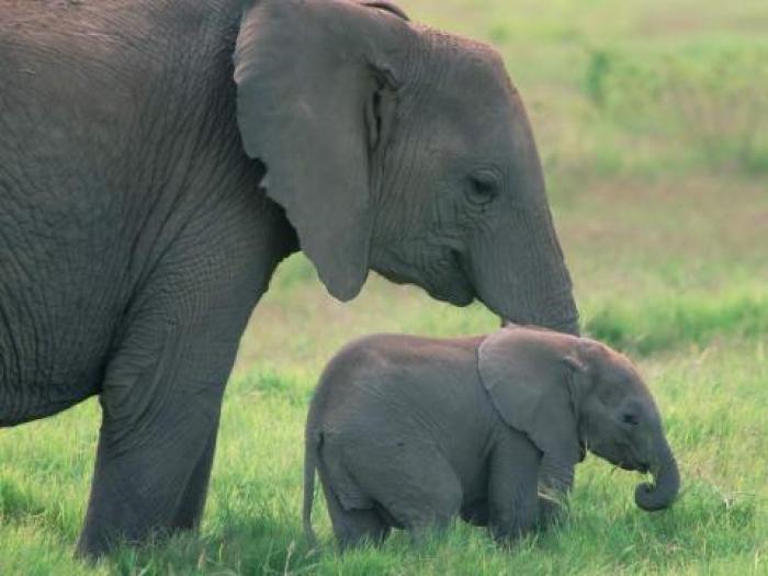 Imagini Elefanti Animale_ Imagini cu Animale_ Imagini Elefanti - Animale