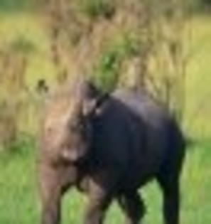 t_rinocer_negru_rspcdd - 012345SALVATI ANIMALELE PE CALE DE DISPARITIE012345