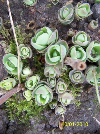 100_9002 - Cer Flori Pasari