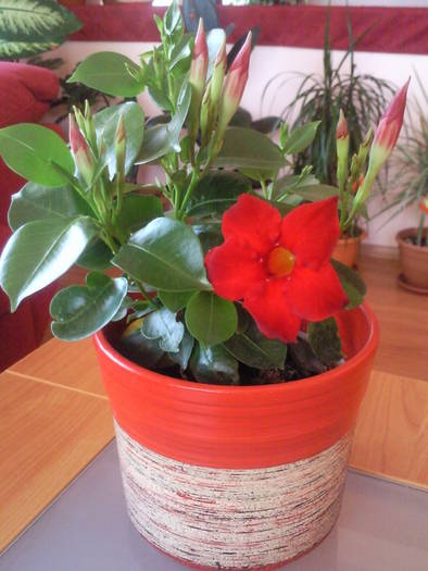Dipladenia inflorita , april 09 - Plantele mele de interior