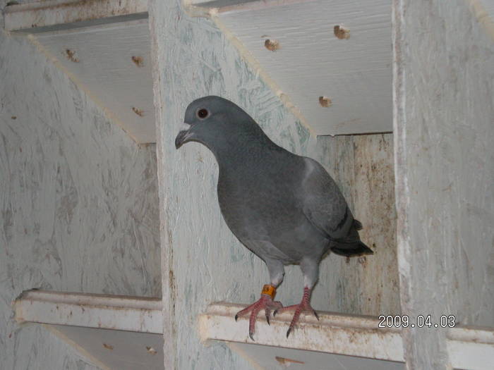 69; pui 2009
