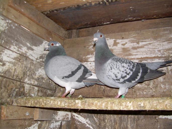 Porumbeii mei(28-10-2007) 01