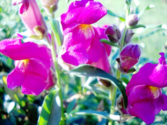 Picture 033 - flori dragute