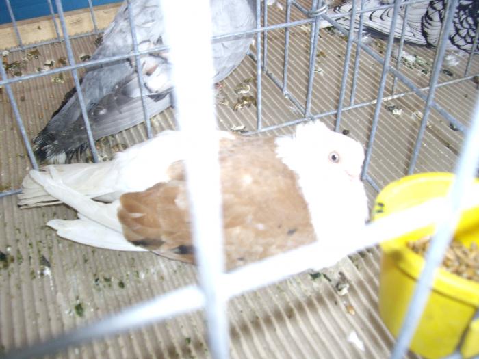 IMGP2825 - Expo Brasov 2009-porumbei