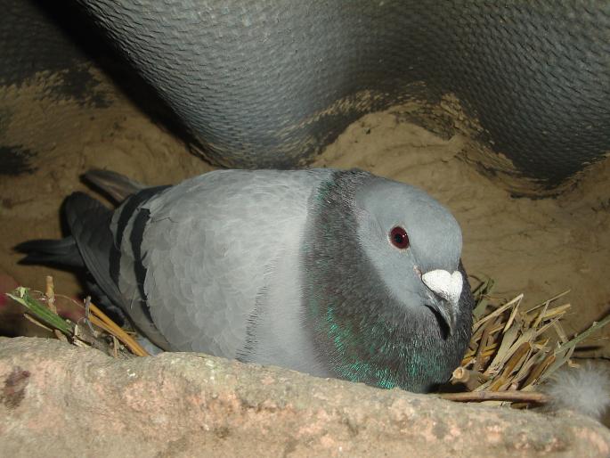 mascul 2007 - porumbei voiajori