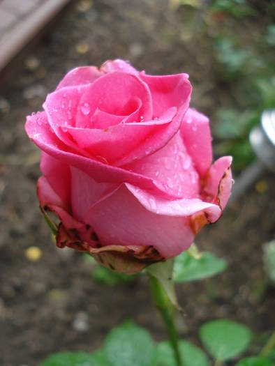 Rose Pink Peace (2009, June 17)