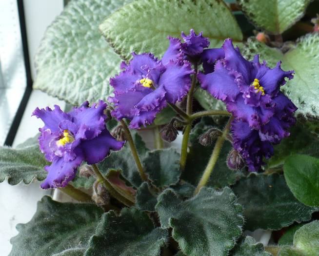 Ozio sport - Saintpaulia - violete de camera