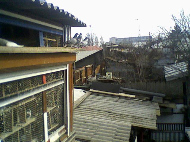 Fotografii-0005Mg.ajm - Porumbeii mei calatori