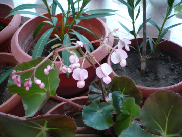 flori 19.05.2009 041 - Flori