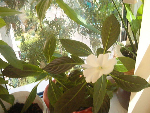 flori apartament in 06 07 09 035 - Ikebana lui Costi