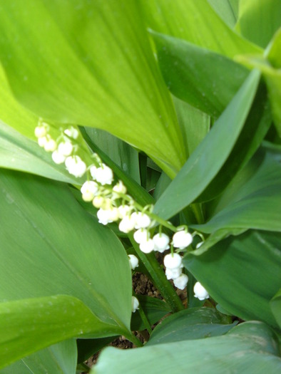 lacramioare - plante de gradina