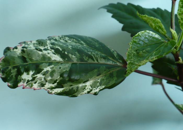 detaliu frunza Hibiscus Cooperi
