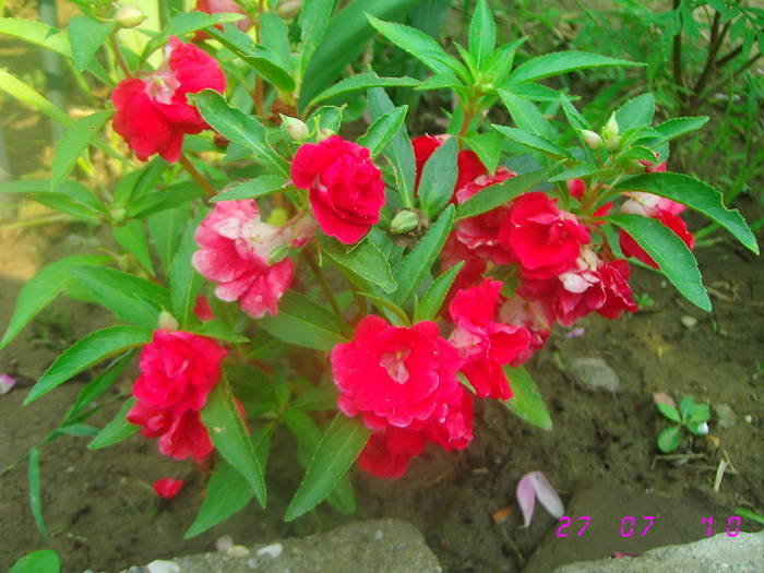 Balsamina rosu batut - Flori de gradina 2009