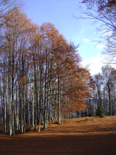 DSC07878 - UN DRUM LA CABANA BOLBOCI