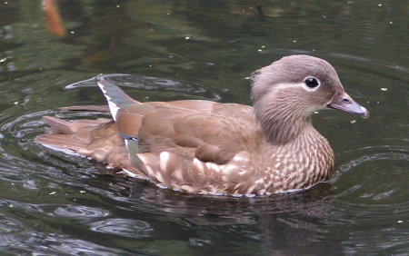 Female_Mandarin_Duck[1]