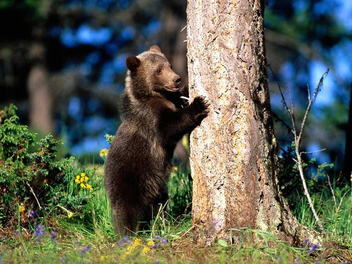 Bear Hug, Grizzly Bear Cub - animale de tot felu