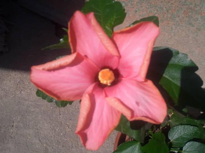 CIMG2458 - hibiscusi