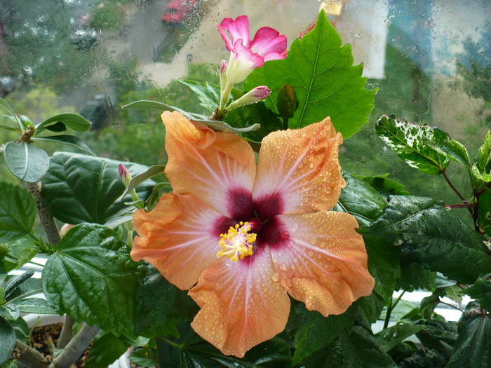 P1130901