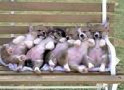 67653 - poze cu caini si pisici