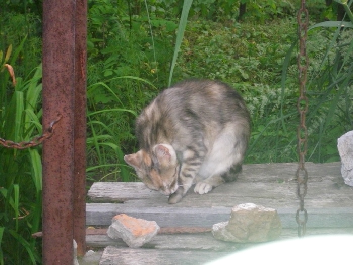 DSCI0762 - pisici si catelusa Boggy