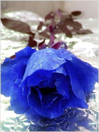 blue_rose_11 - Trandafiri albastri