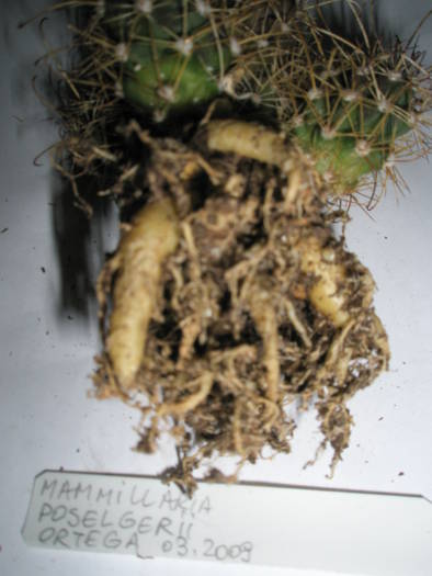 Mammillaria poselgerii 2