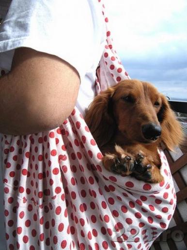 from_220_ro_16257 - animale si flori