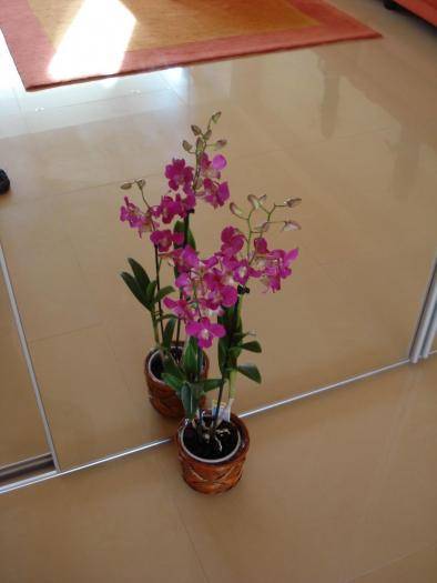 Orhidee - FLORILE MELE