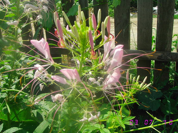 Cleoma - Flori de gradina 2009