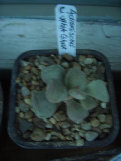 Adromischus cv. White Ghost - cactusi si  suculente 09