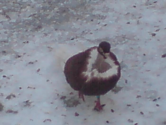 DSC01069 - Gat-Golas