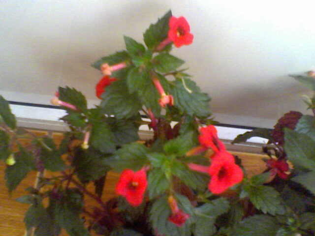 Picture 029 - achimenes