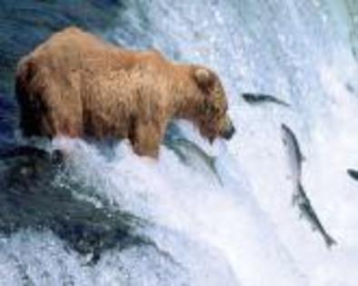 urs grizzly prinzand pesti - URSUL GRIZZLY