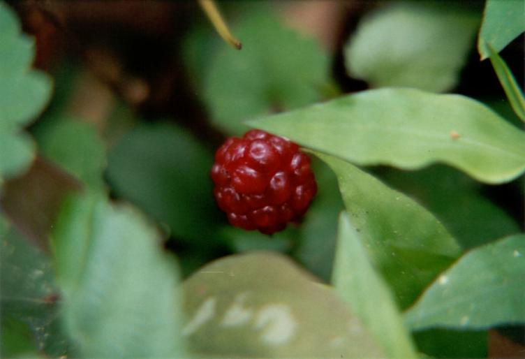 RUBUS SP.2 - Liane