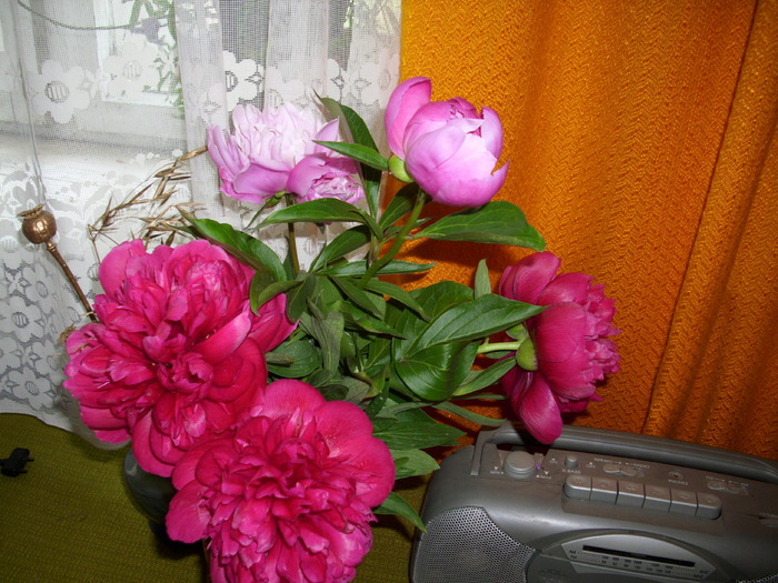 DSCI0476 - flori din gradina mea