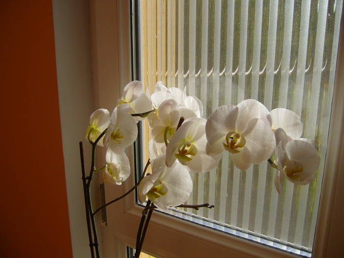 orhidee - Acasa 2009