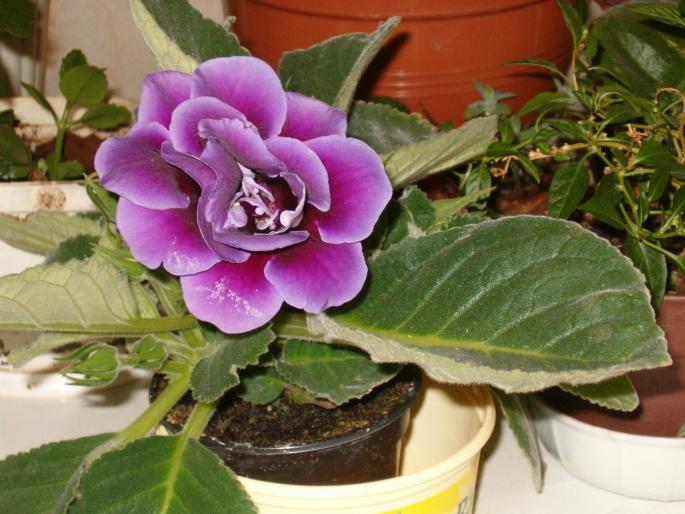 gloxinia mov - gloxinii