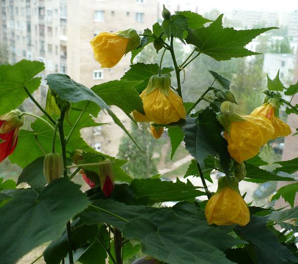 P1100991 - ABUTILONI