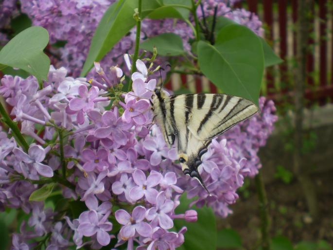 P5040353; Liliac cu un fluture superb
