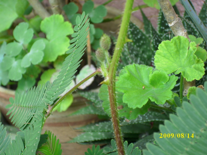 DSCI1156 - mimosa pudica