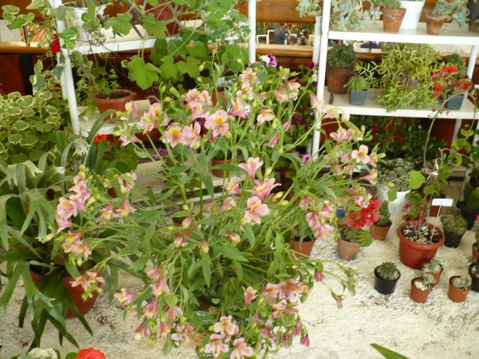 P1010414 - Pitesti 19 aprilie 2008 - II