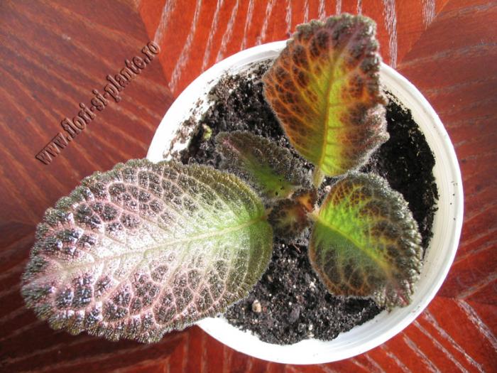 episcia Outoasis 1 - EPISCIA