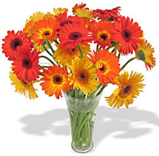 Gerbera