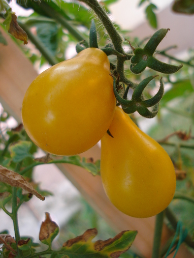 Tomato Yellow Pear (2009, Aug.21) - Tomato Yellow Pear