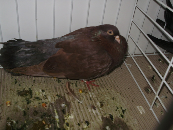 utaciki 3 - 1509 str 3