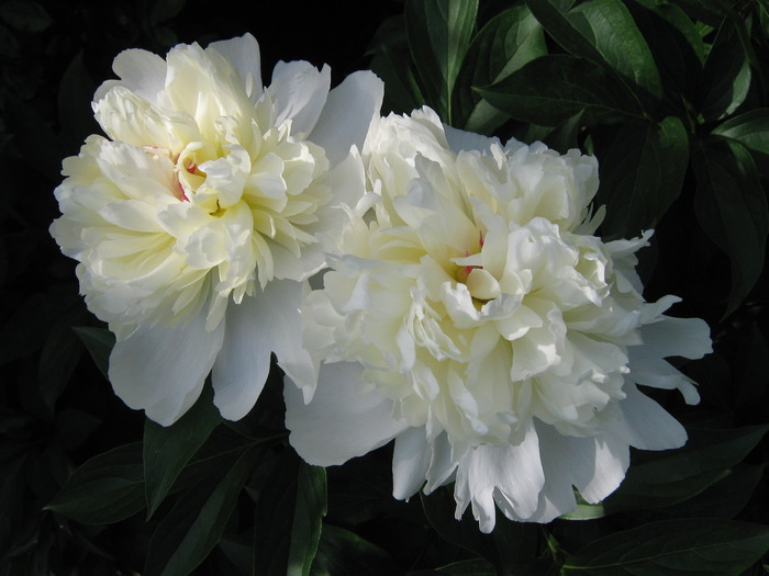 bujori albi - flori din gradina 2009